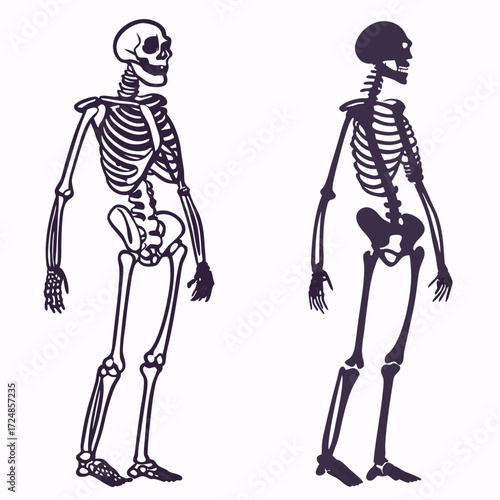 Skeleton. Human skeleton silhouette - bones, ribs, spine, skull, joints, arms, legs. Complete human structure, anatomically correct realistic vector illustration