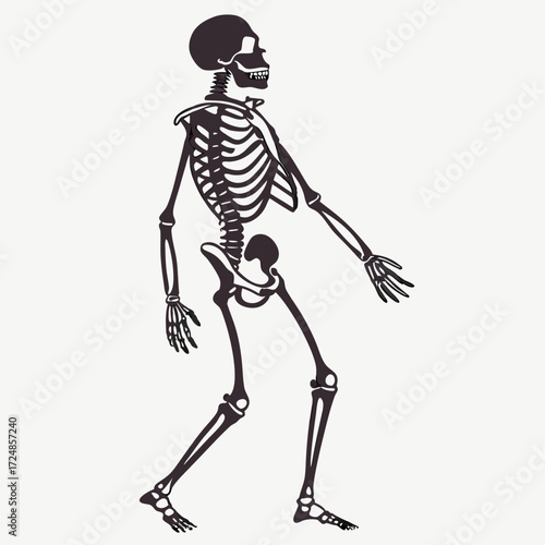 Skeleton. Human skeleton silhouette - bones, ribs, spine, skull, joints, arms, legs. Complete human structure, anatomically correct realistic vector illustration