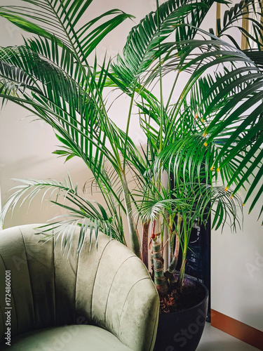 A comfortable armchair next to an indoor palm tree. Living room interior.