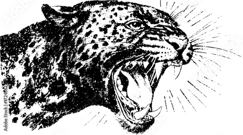 Jaguar head roaring in a detailed monochrome vector illustration. A fierce depiction of a wildcat, showcasing its strength and dynamic features.