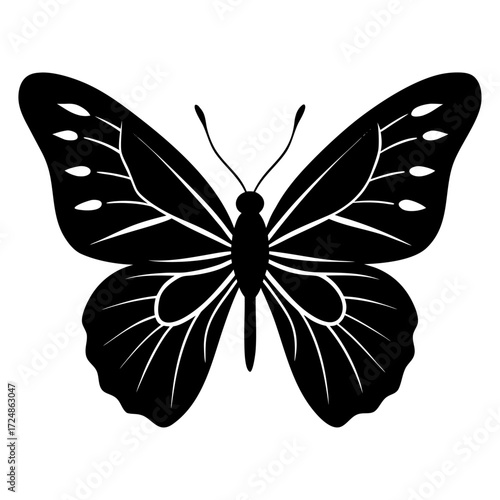 butterfly vector illustration