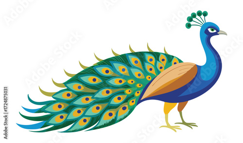 Beautiful vector cartoon peacock with colorful feathers on a white background