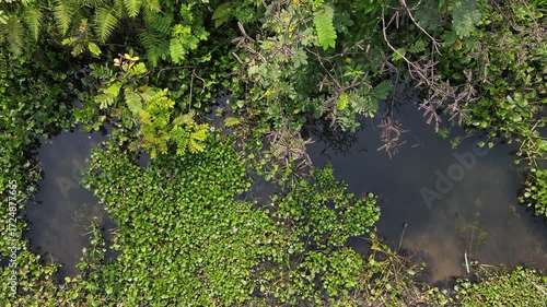Aerial view of Lake Covered with Water Hyacinths and Aquatic Plants from Above