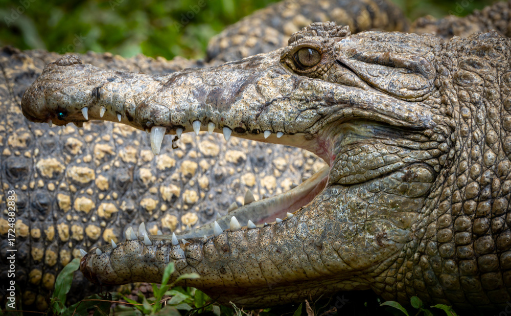Fototapeta premium Crocodile Seen from the Side with Mouth Open in Natural Habitat