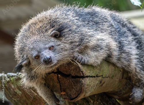 Sleepy Binturong Bearcat Resting and Sleeping Comfortably on a Tree Trunk