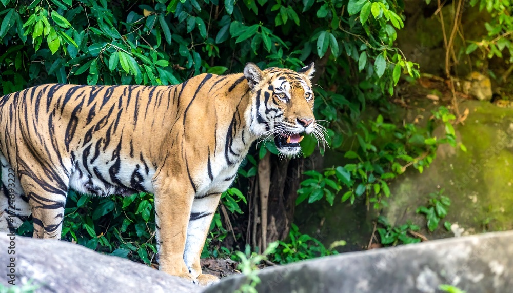Obraz premium Tiger in lush jungle