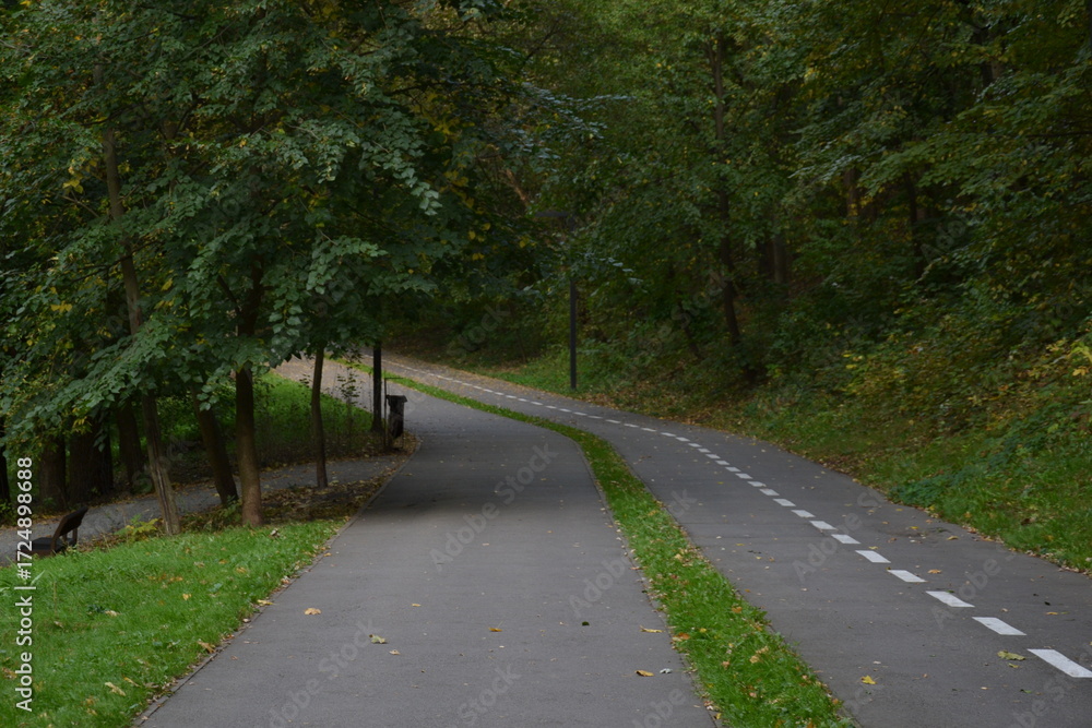 Obraz premium road in the forest