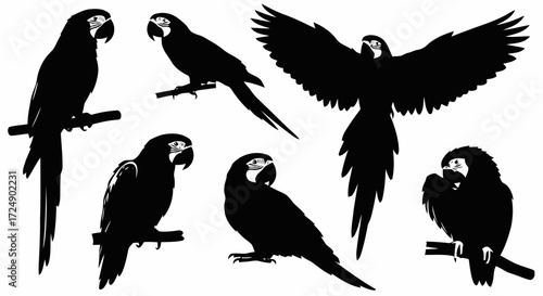 A collection of silhouette illustrations of macaws in various poses, showcasing their distinct features and wing spans.