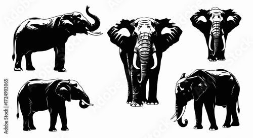A collection of five detailed black and white illustrations of elephants in various poses.