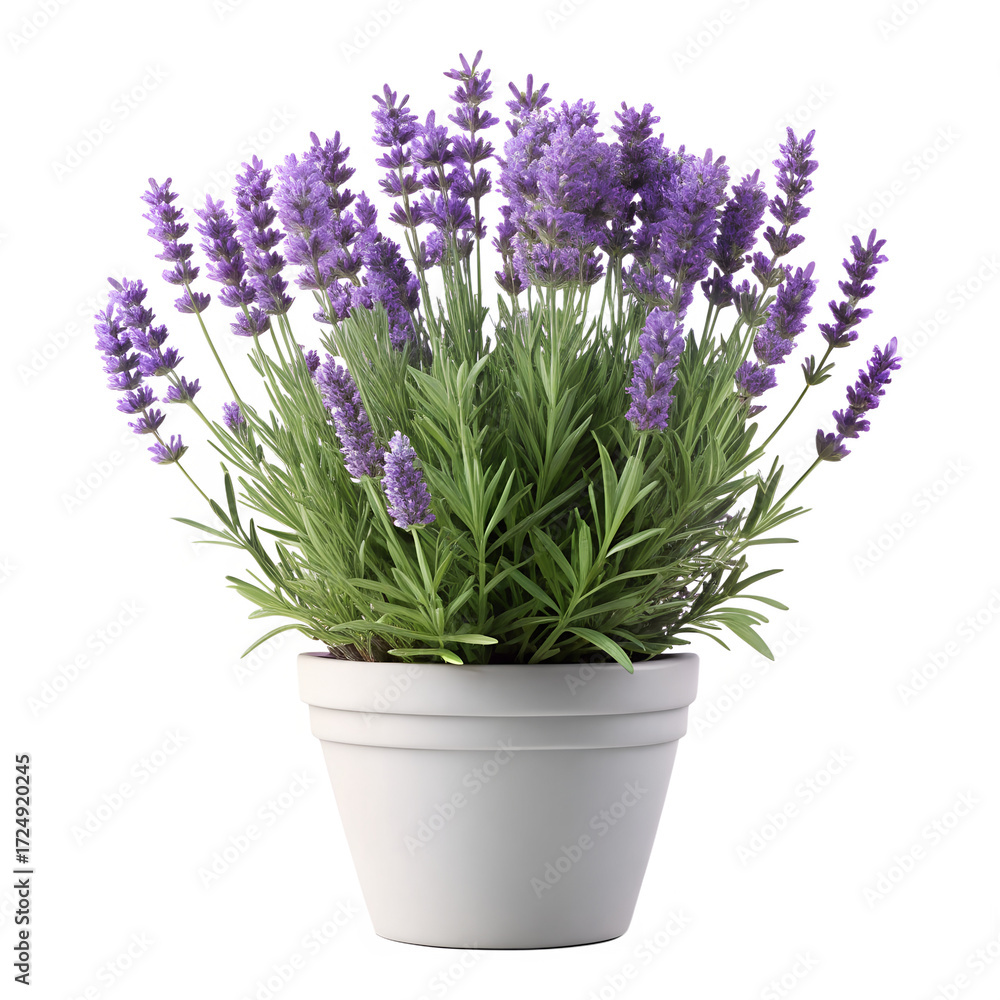 Fototapeta premium Lavender Plant in White Pot Isolated on Transparent Background