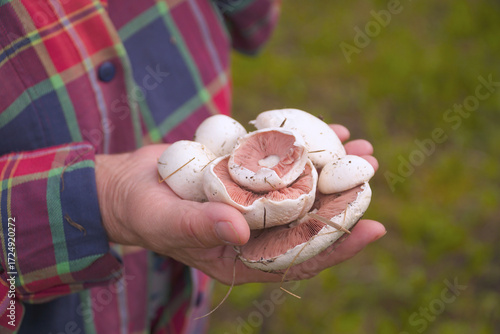Wild white champignons in the hands of a woman in a plaid shirt
