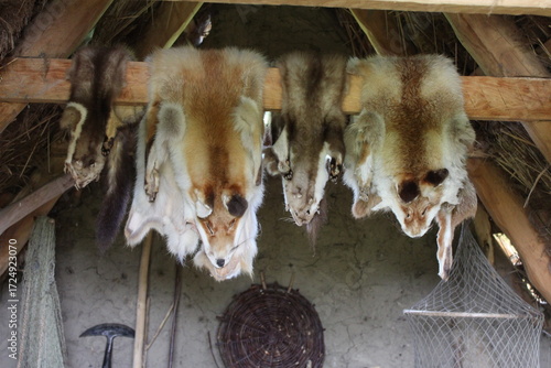 fox and other animal furs are spread out to dry in a hut