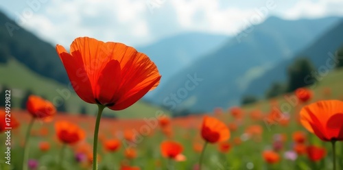 Vibrant poppy in sharp focus, blurred mountains, wildflower, bloom, closeup