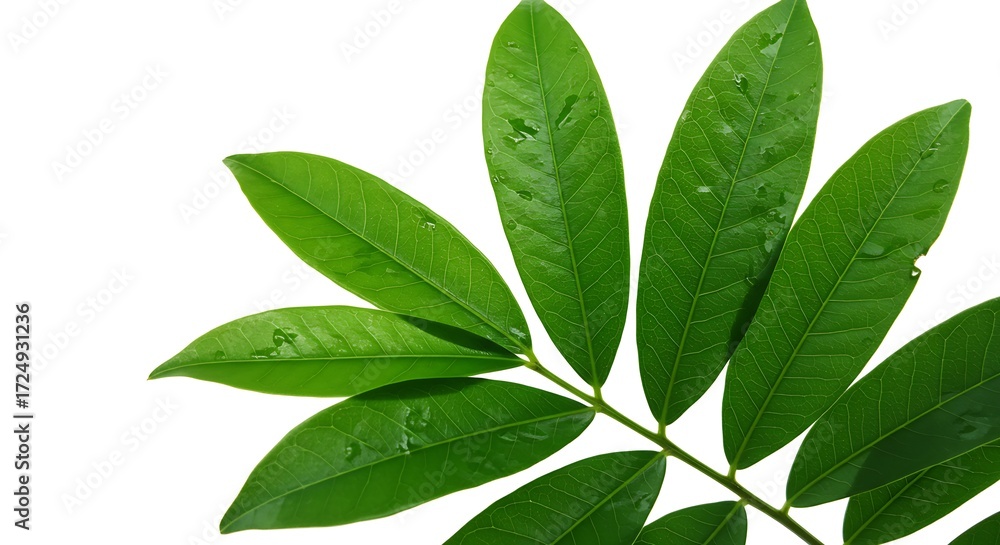 Fototapeta premium fresh green leaves