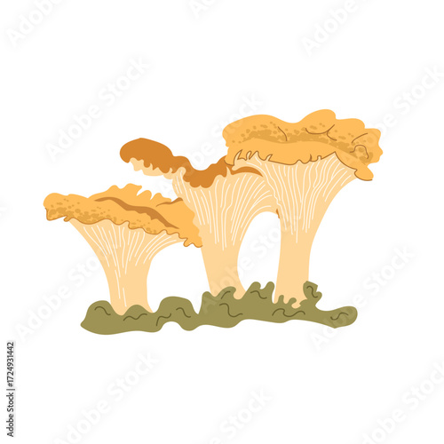 Illustration of three golden chanterelle mushrooms cluster together, standing tall on a bed of green foliage. 