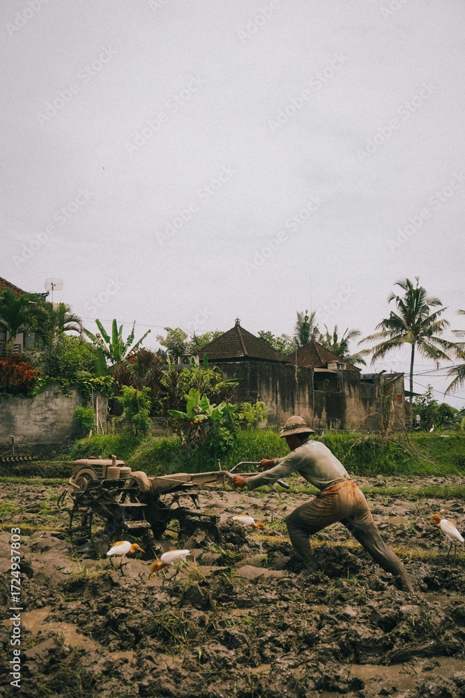 Obraz premium A traditional Indonesian farmer working in a rice field using buffalo to plow the land. Symbol of sustainable agriculture, rural lifestyle, and cultural heritage in Asia.