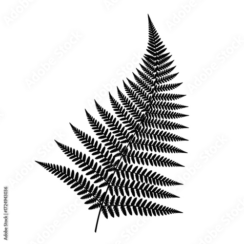 Abstract Geometric Silhouette Fern Frond Fractal Pattern Mathematical Natural Symmetry