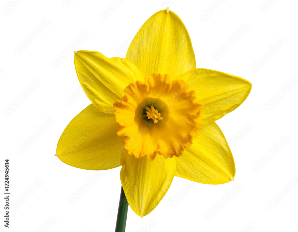Fototapeta premium Single yellow daffodil bloom isolated on transparent background