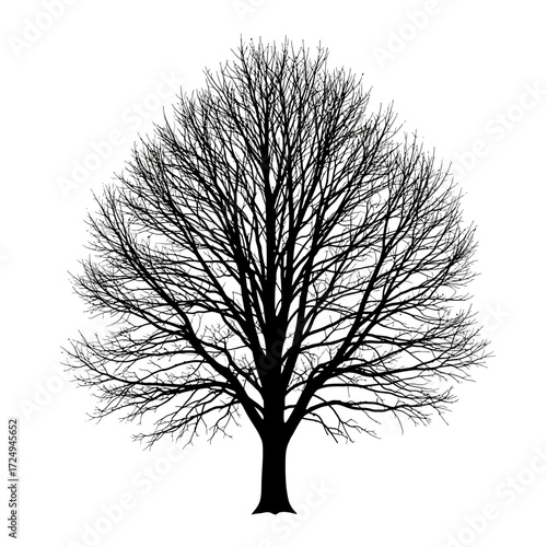 Skeletal Grace Illustration Bare Winter Arboreal Silhouette Reaching Skyward Natural Art