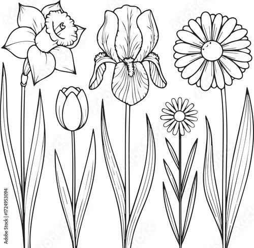 Detailed line art collection of blooming spring flowers daffodil iris tulip daisy and dandelion botanical art