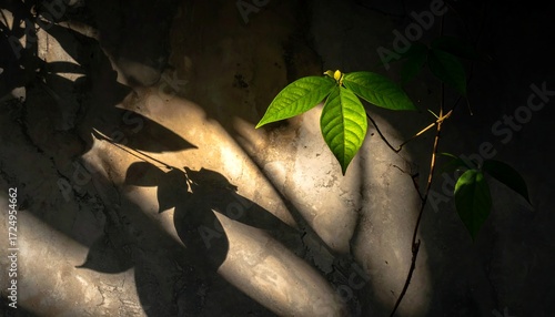 Sunlight filters through leaves onto textured wall