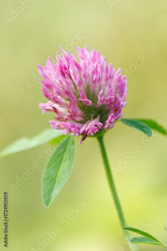 A pink flower with a green stem