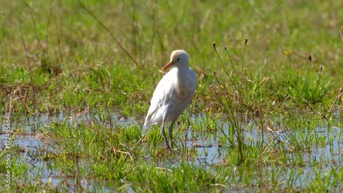 A Western Cattle Egret walking on a meadow