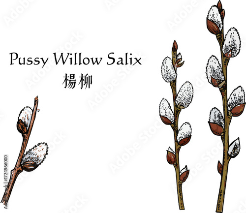 Simple Modern Pussy Willow Minimalist Illustration Flat Art Spring Salix Branch Nature Plant Popular Home Decor