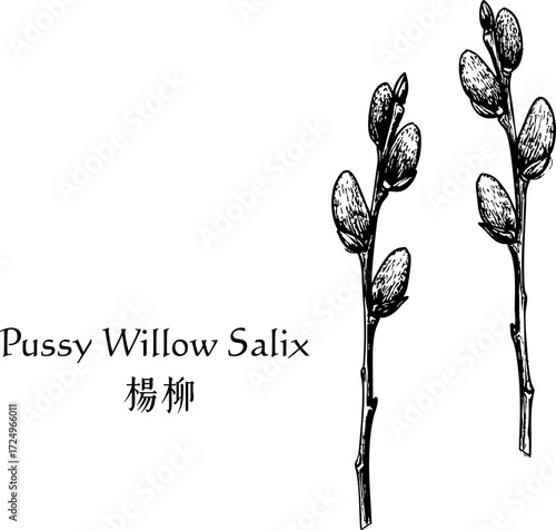 Botanical Pussy Willow Illustration Minimalist Spring Branch Flat Design Nature Plant Modern Art Popular Decor Style