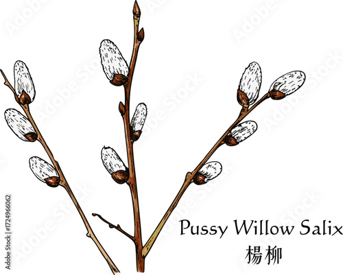 Vector Pussy Willow White Bud Minimalist Flat Art Modern Graphic Nature Plant Spring Season Elegant Decor Trend