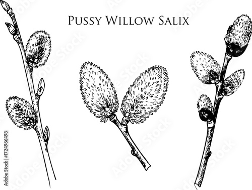 Detailed Botanical Pussy Willow Drawing Black White Spring Plant Illustration Nature Home Art Decorative Trend
