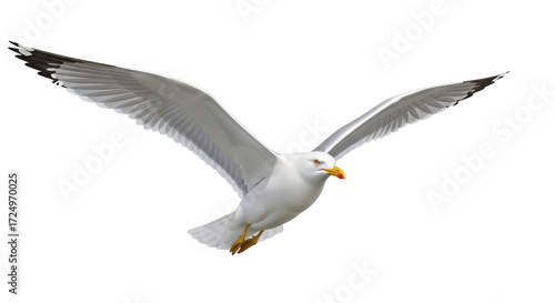 Photos Isolated European herring gull soaring with open wings, seabird in flight, wildl