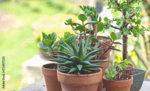 different suculent plants in flower pots with on a wooden table  outdoors