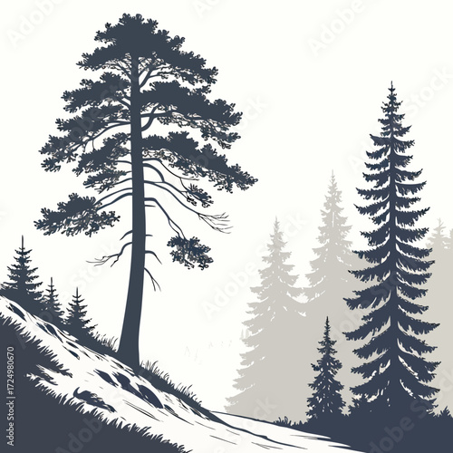 Silhouette of a tall pine tree on a snowy slope with other evergreen trees in the misty background