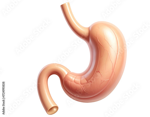 Highly detailed human stomach anatomy showing structure and texture isolated on a white background