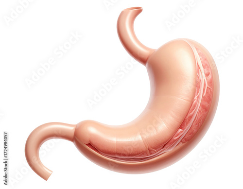 Highly detailed human stomach anatomy showing structure and texture isolated on a white background
