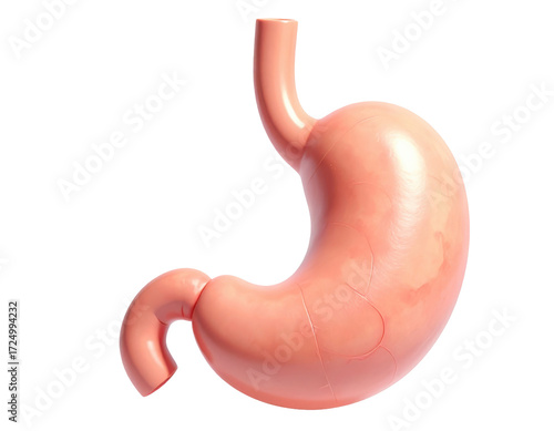 Highly detailed human stomach anatomy showing structure and texture isolated on a white background