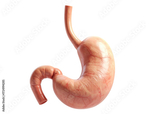 Highly detailed human stomach anatomy showing structure and texture isolated on a white background