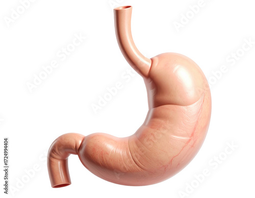 Highly detailed human stomach anatomy showing structure and texture isolated on a white background
