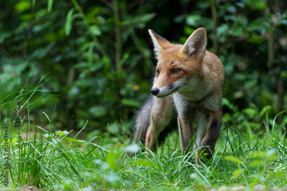 Naklejka premium Young Red Fox (Vulpes vulpes) searching for food in the forest of Noord-Brabant in the Netherlands