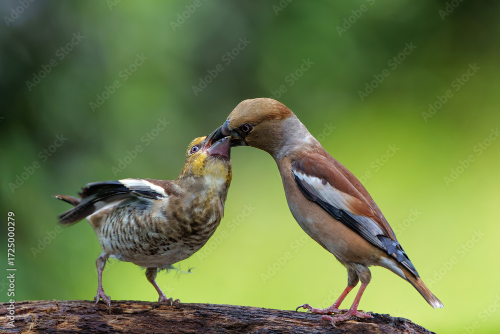 Obraz premium Hawfinch (Coccothraustes coccothraustes) parent feeding a young one in the forest of Noord Brabant in the Netherlands. 