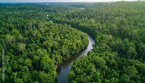 Beautiful Aerial Drone Photography Capturing Forest Wilderness and River in Pristine Nature Surrounded by Greenery and Dense Trees