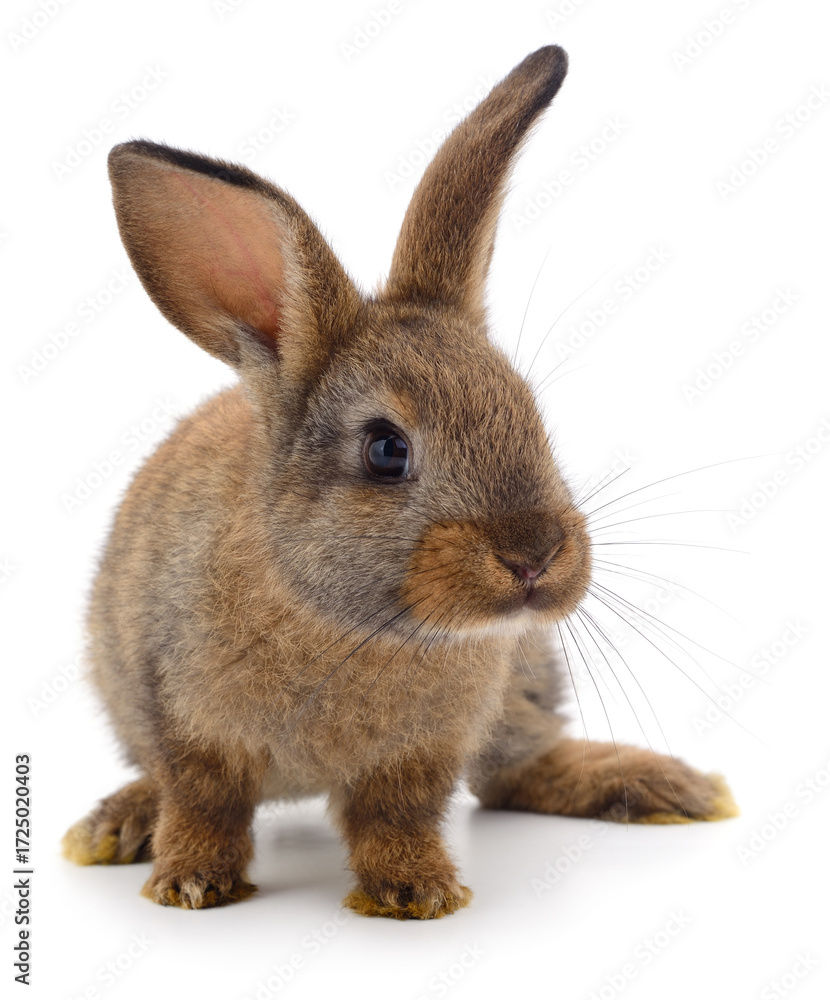 Fototapeta premium Young brown rabbit isolated on white background
