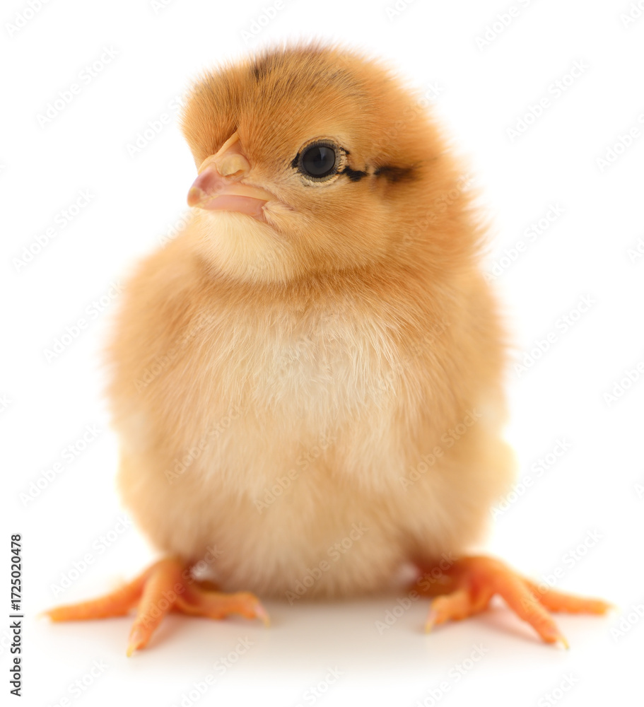 Obraz premium Cute fluffy chick isolated on white background