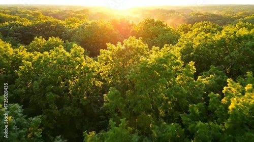 Slow aerial drone shot capturing a vibrant forest canopy at sunrise with golden light filtering through the trees landscape, establishing, high