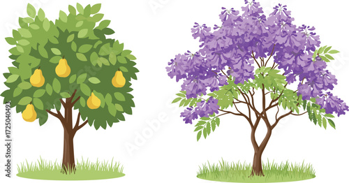 Beautiful vector illustration of pear tree with ripe yellow fruits and jacaranda tree in bloom with vibrant purple flowers.