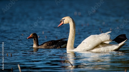 Mute swan and greylag goose swimming on a lake