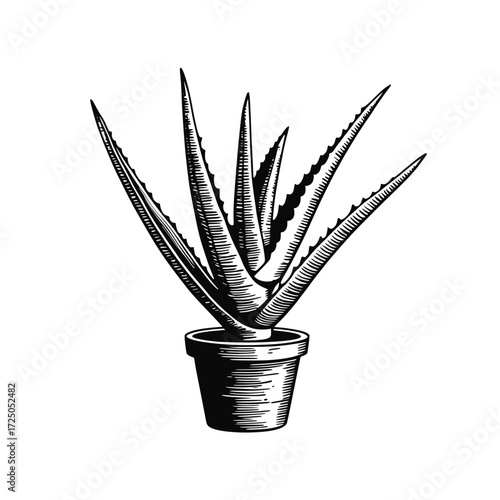 Vintage style Aloe Vera. Houseplant vector illustration 