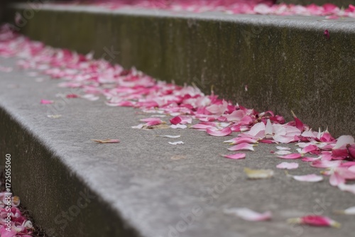 Delicate pink flower petals scattered on weathered stone steps, evoking a sense of gentle beauty and passing time.