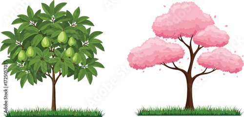 Vector illustration of fruit-bearing pear tree with green leaves and pink cherry blossom tree in spring season isolated background